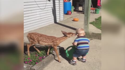 Little Boy Befriends a Baby Deer