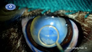 Cataract surgery in a dog