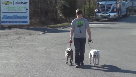 Owner working his two Pit Bulls on Heeling! Pit Bull Trainers in Northern Virginia