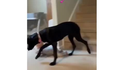 Great Dane Video 25