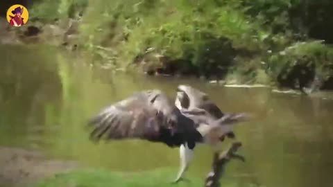 15 Best Eagle Attacks Caught On Camera
