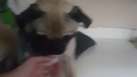 Pug puppy demands more attention