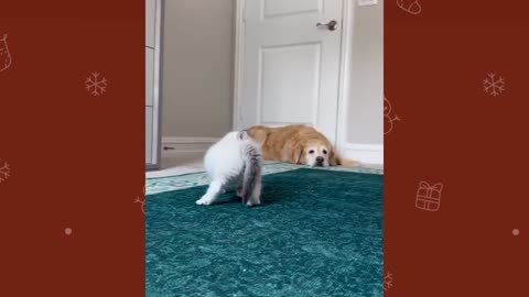Funny cat & dog. Cat , dog funny