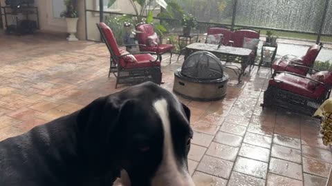 Funny great dane reluctantly gets wet in beautiful floridasun shower