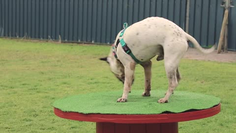 New dog enrichment yard