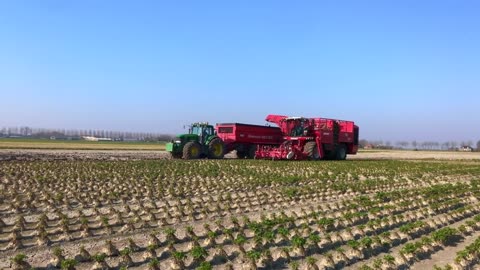 Awesome Agriculture Technology Celery Root Cultivation - Celeriac Farming and Harvesting