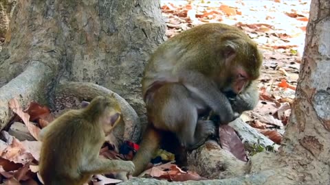 Monkey mother successfully gave birth to a new baby.