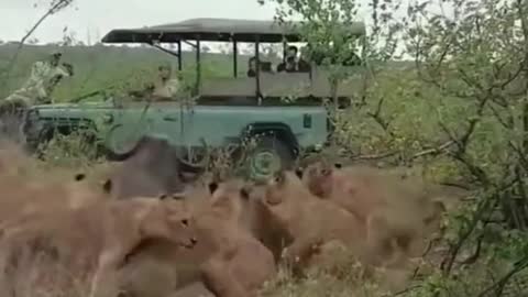 Overwhelmed by the lions, the buffalo miraculously got up and run away