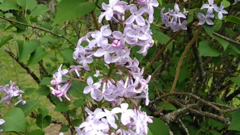 Lilacs