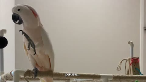 Moluccan cockatoo speak into the microphone