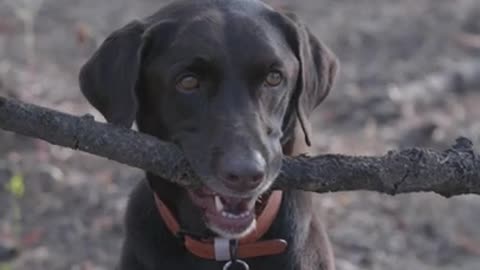 Training a deaf dog” funny #dog #animals#videos #pets