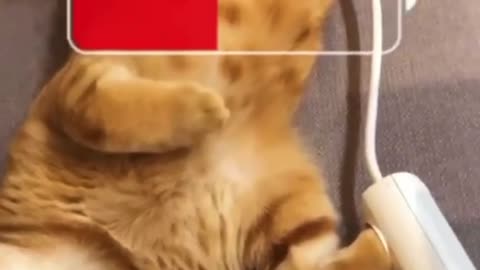 What happens if you put the cat on charge 😏 Join 👉 @FunnyAnimals 🐾