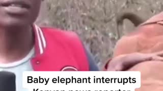 Baby elephant interrupts Kenyan news reporter on live TV
