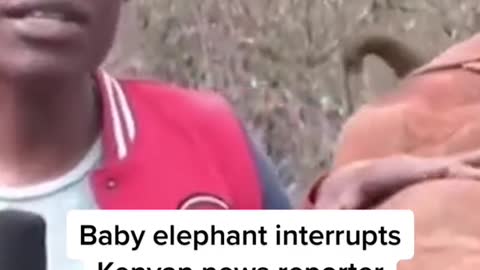 Baby elephant interrupts Kenyan news reporter on live TV