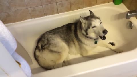 Stubborn Husky throws hilarious temper tantrum in the bathtub