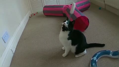 Funny & Cute Cat Video