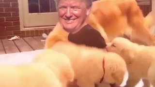 🤗JUST BECAUSE..WE LOVE HIM AS MUCH AS THESE PUPPIES DO