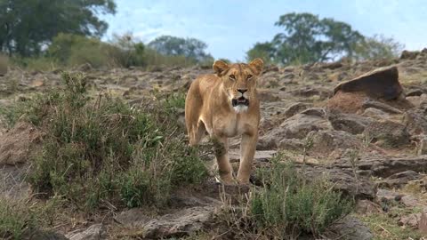 Lioness standing guard on the savanna