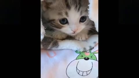 Try Not To Laugh While #174 Watching Funny Pets Compilation 💗