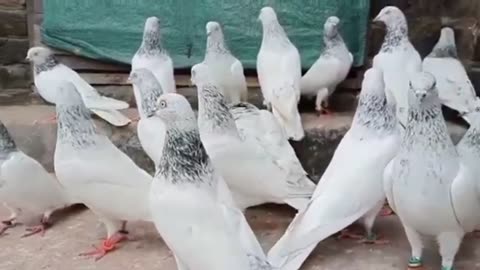 New moti waly Beautiful pigeon breeder pair best flying