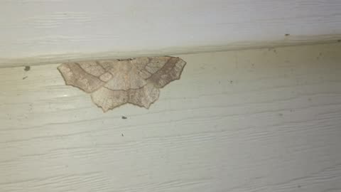 Hemlock Looper Moth