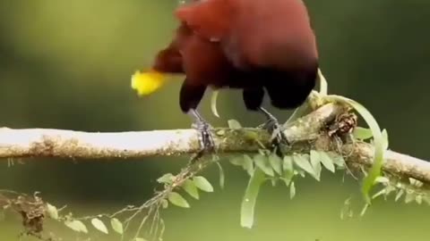 Amazing birds
