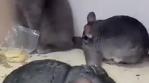 Chinchillas And Cat Fighting