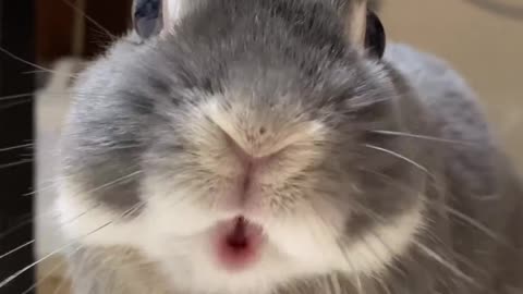 Cute rabbit funny video