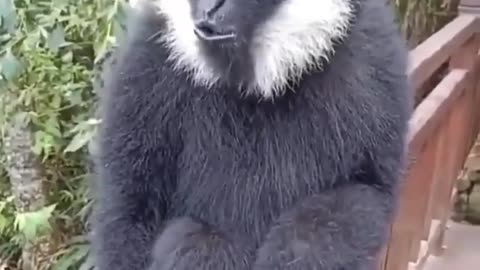 Cute javan gibbon