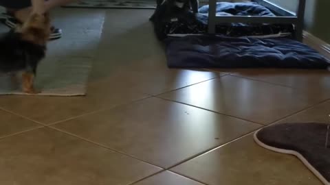 Pet Dogs Howl and Bark When Owner Returns Home