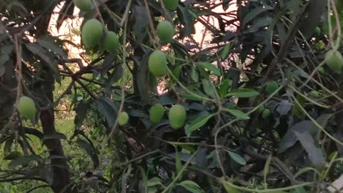 Sun set time mango on the tree 🍃🌿