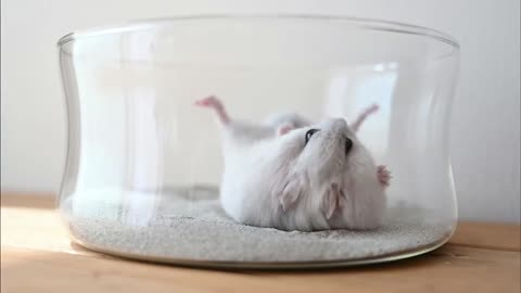 What a cute hamster! Do the morning exercises