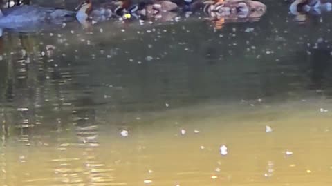 Baby goosander with mother in the river / beautiful water birds in the river.