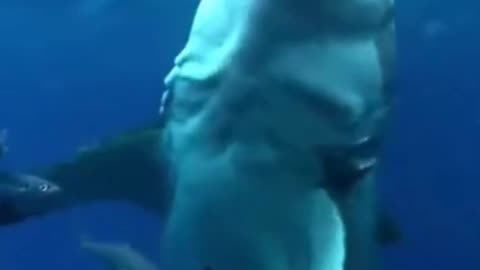 Shark and 🤭