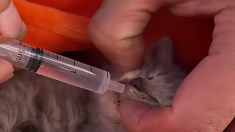 Cute kitten gets a second shot at life! 🥺