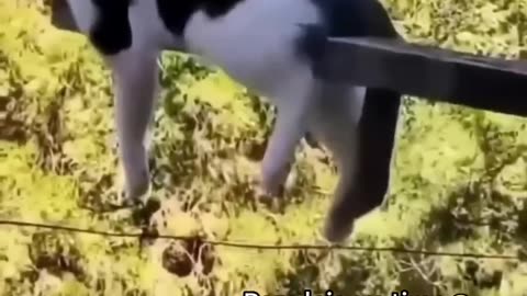 Lovely cat's movement