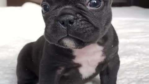 Cute 😍 puppy
