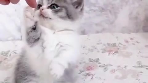 Adorable 🥰 Cats compilation- Most beautiful ❤️ cats in the world