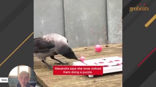 Wild crow visits woman daily to play games