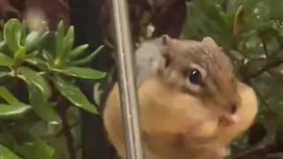 Chipmunk Stuffs