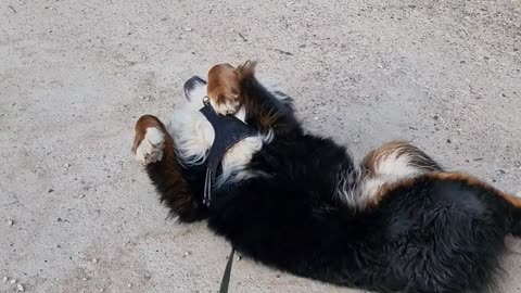 Bernese Mountain Dog refuses to go home