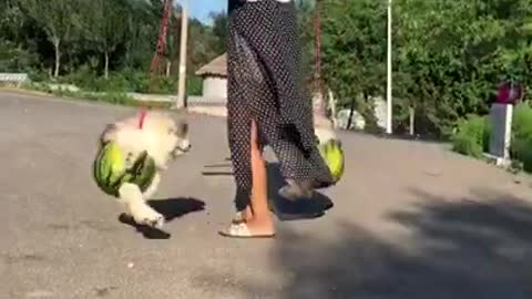 Baby dogs play with his own cute and funny video