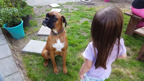 Boxer dog loves children