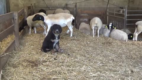 Chiot (3 mois) Berger de la Sila (chien de protection originaire d'Italie).