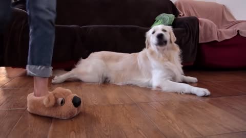 Dog vs Doggy-Slippers!