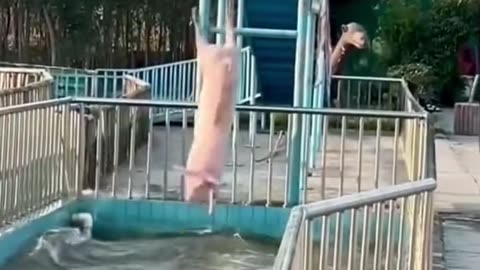 the pigs funny fall into the water