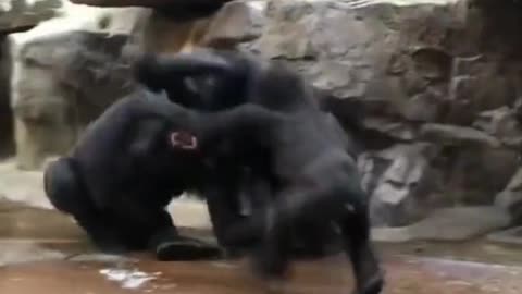 Monkeys Fight 🤣 funny video