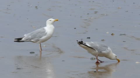 Seagulls