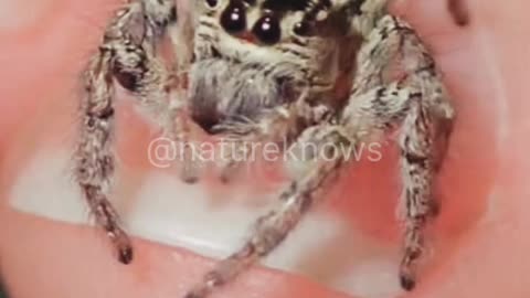 These Jumping Spiders Are So Cute, You'll Want to Take Them Home!