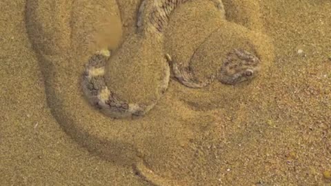 This is how a sand viper conceals itself to ambush prey.